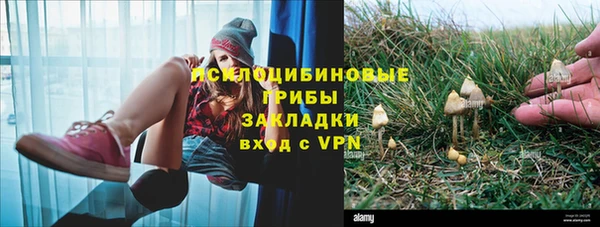 прущие грибы Абаза
